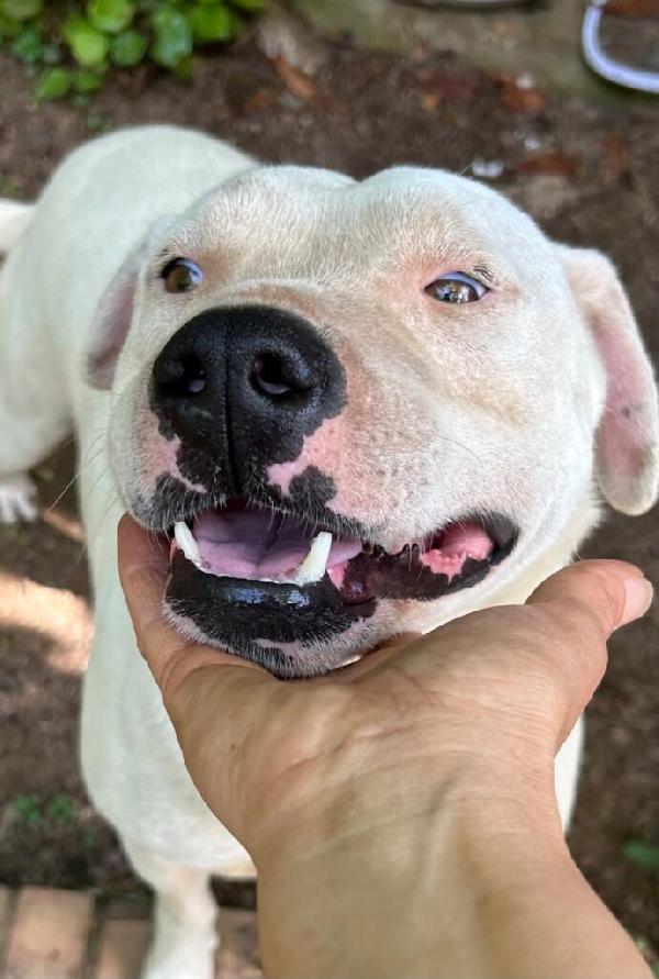 Blanco - Nato il Gennaio 2021 - Meticcio simil Dogo Argentino - Taglia: Media - Peso: 18 kg - Carattere: Dolcissimo, socievole  Foto 5